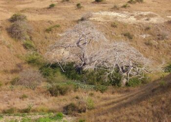 Can Fiscal Discipline Unlock Angola’s Path to Sustainable Growth Beyond Oil?
