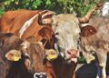Latvian Dairy Farmers Face Tough Road to Recovery After Storm Devastation