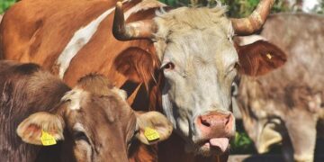 Latvian Dairy Farmers Face Tough Road to Recovery After Storm Devastation