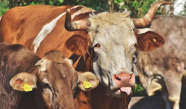 Latvian Dairy Farmers Face Tough Road to Recovery After Storm Devastation