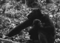 From Lab to Freedom: Rescued Chimpanzees Discover a New Life in Liberia