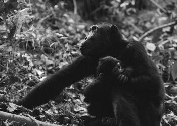 From Lab to Freedom: Rescued Chimpanzees Discover a New Life in Liberia