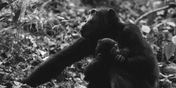 From Lab to Freedom: Rescued Chimpanzees Discover a New Life in Liberia