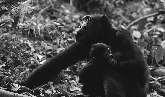 From Lab to Freedom: Rescued Chimpanzees Discover a New Life in Liberia