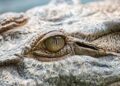 Heartbreaking Incident: Crocodile Handler Loses Life in Papua New Guinea Wildlife Park Attack