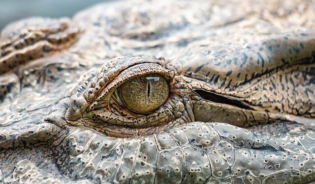 Heartbreaking Incident: Crocodile Handler Loses Life in Papua New Guinea Wildlife Park Attack