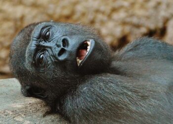 Rwanda’s Bold Vision: Expanding Parks to Support a Flourishing Gorilla Population
