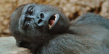 Rwanda’s Bold Vision: Expanding Parks to Support a Flourishing Gorilla Population