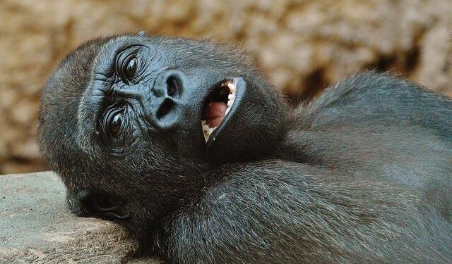 Rwanda’s Bold Vision: Expanding Parks to Support a Flourishing Gorilla Population