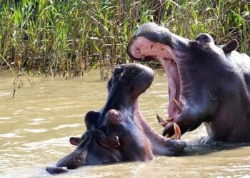 Heart-Pounding Moment: Hippo Charges Tourist Boat in Botswana!