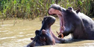 Heart-Pounding Moment: Hippo Charges Tourist Boat in Botswana!