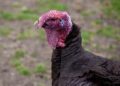 Gather ‘Round for a Heartwarming Turkey Dinner at Hartford Church This Saturday!