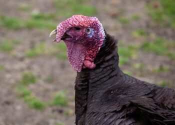 Gather ‘Round for a Heartwarming Turkey Dinner at Hartford Church This Saturday!