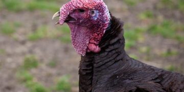 Gather ‘Round for a Heartwarming Turkey Dinner at Hartford Church This Saturday!
