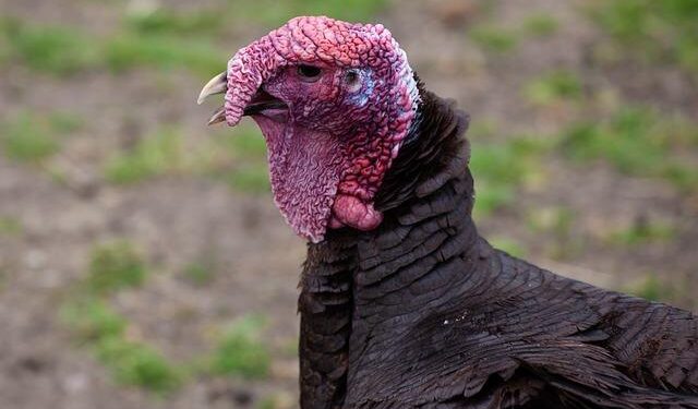 Gather ‘Round for a Heartwarming Turkey Dinner at Hartford Church This Saturday!