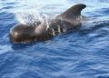 Heartbreaking Mass Slaughter: Over 125 Pilot Whales Killed in Faroe Islands Hunt