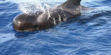 Heartbreaking Mass Slaughter: Over 125 Pilot Whales Killed in Faroe Islands Hunt