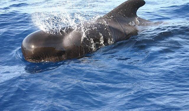 Heartbreaking Mass Slaughter: Over 125 Pilot Whales Killed in Faroe Islands Hunt