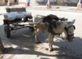 Unlocking Change: The Impact of Eased Sanctions on Eritrea’s Ruling Party and Military