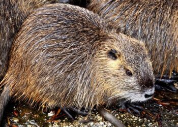 Tuvalu Celebrates Victory: Invasive Rats Eradicated from Six Islets, Safeguarding Island Wildlife!