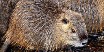 Tuvalu Celebrates Victory: Invasive Rats Eradicated from Six Islets, Safeguarding Island Wildlife!