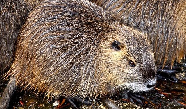 Tuvalu Celebrates Victory: Invasive Rats Eradicated from Six Islets, Safeguarding Island Wildlife!