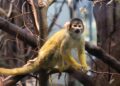 Why These Monkeys Are Choosing Dirt to Digest Our Junk Food