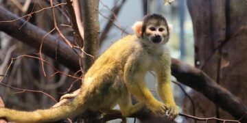 Why These Monkeys Are Choosing Dirt to Digest Our Junk Food