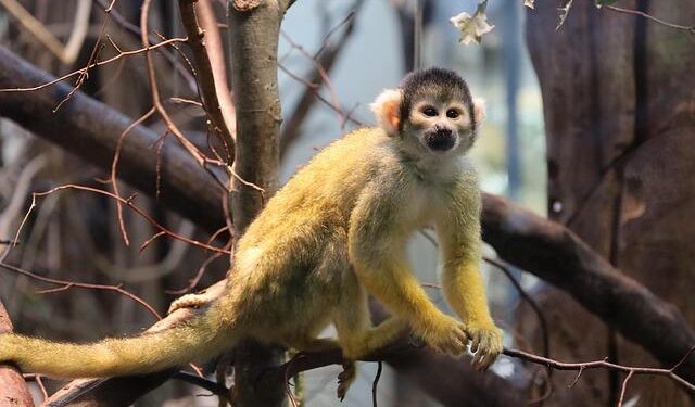 Why These Monkeys Are Choosing Dirt to Digest Our Junk Food