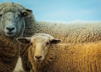 Transforming Traditions: Empowering Women in Eswatini’s Livestock Industry
