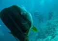 Confronting the Storm: Micronesia’s Battle Against Narco Subs and Geopolitical Tensions
