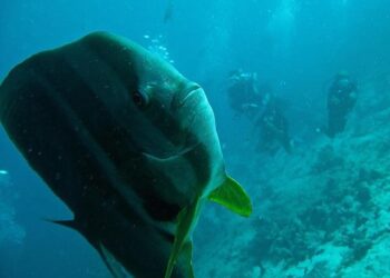Confronting the Storm: Micronesia’s Battle Against Narco Subs and Geopolitical Tensions