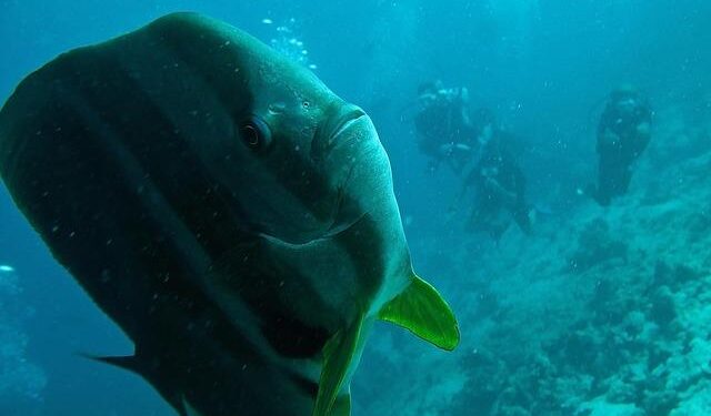 Confronting the Storm: Micronesia’s Battle Against Narco Subs and Geopolitical Tensions