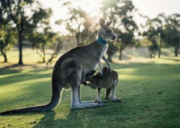 Victoria Gears Up to Dazzle as the European Capital of Culture 2031!