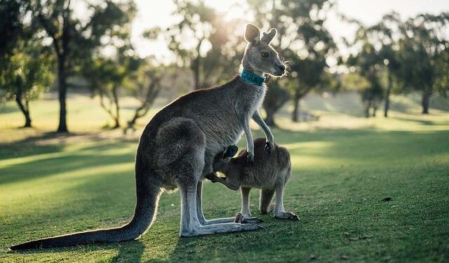 Victoria Gears Up to Dazzle as the European Capital of Culture 2031!