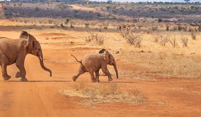 Kenya Unveils Game-Changing $16 Billion Dangote Refinery Project in Lamu!
