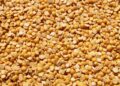 Empowering Northern Ghana’s Farmers: The Key to Pigeon Pea Breeding Success