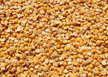 Empowering Northern Ghana’s Farmers: The Key to Pigeon Pea Breeding Success