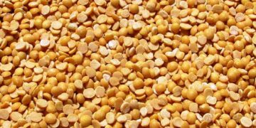 Empowering Northern Ghana’s Farmers: The Key to Pigeon Pea Breeding Success