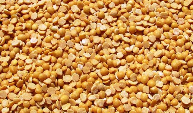Empowering Northern Ghana’s Farmers: The Key to Pigeon Pea Breeding Success