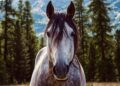 Get Ready for Adventure: Martin McDonagh’s ‘Wild Horse Nine’ Trailer Stars Rockwell and Malkovich!