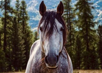 Get Ready for Adventure: Martin McDonagh’s ‘Wild Horse Nine’ Trailer Stars Rockwell and Malkovich!