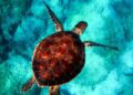 Dive into the Hidden Treasures of Marine Critical Minerals in the Cook Islands!