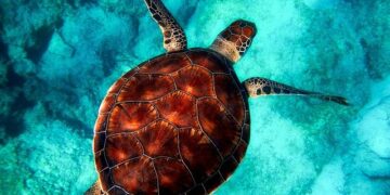Dive into the Hidden Treasures of Marine Critical Minerals in the Cook Islands!