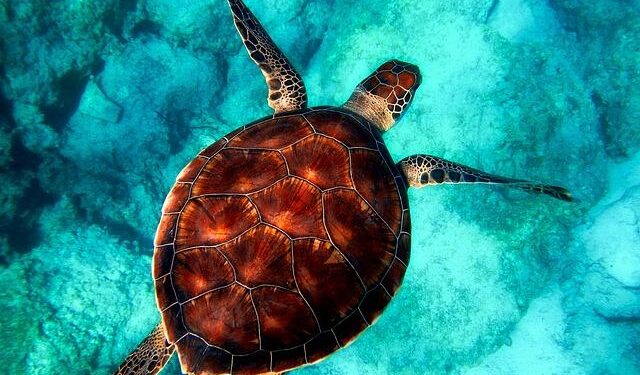 Dive into the Hidden Treasures of Marine Critical Minerals in the Cook Islands!