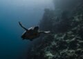 Guardians of the Sea: Niue’s Bold Strategy to Safeguard Its Ocean Paradise