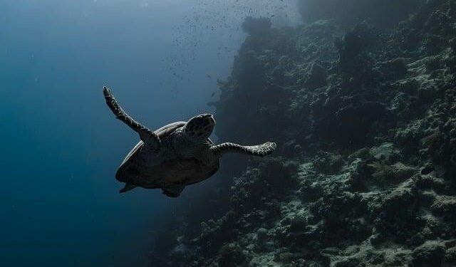 Guardians of the Sea: Niue’s Bold Strategy to Safeguard Its Ocean Paradise