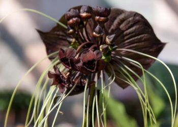Unveiling Nature’s Marvel: New Orchid Species Discovered in Palau by UW-River Falls Professor!
