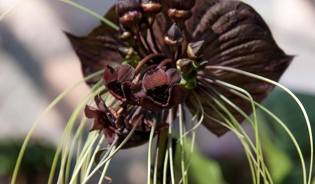 Unveiling Nature’s Marvel: New Orchid Species Discovered in Palau by UW-River Falls Professor!