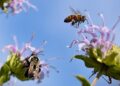 Buzzing with Purpose: A Man’s Inspiring Quest to Restore Niue’s Bee Population